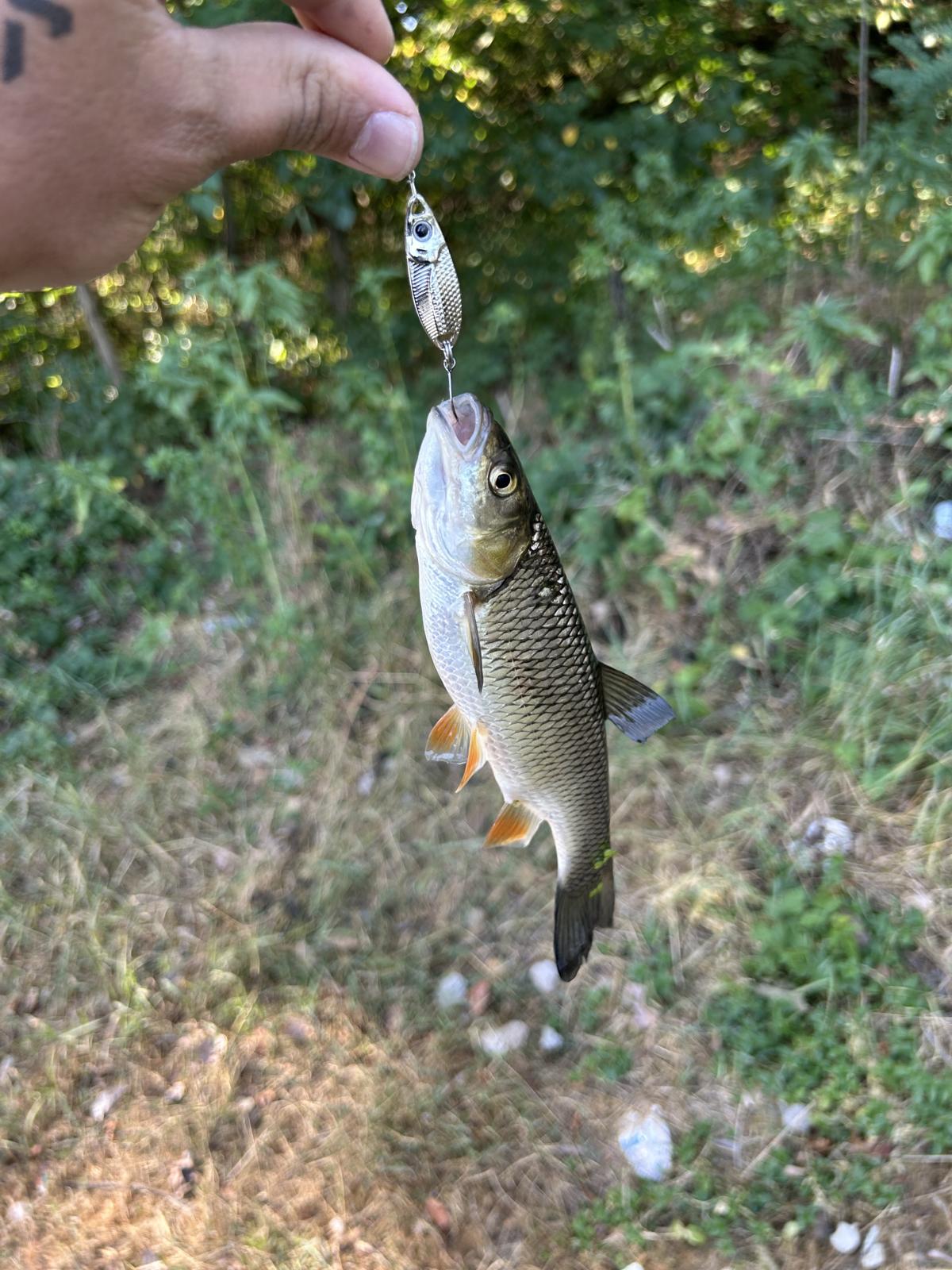 Klen na bullet u letnje doba